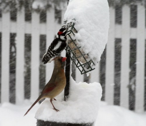 male downy woodpecker and female cardinal suet 1-12-11