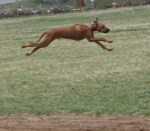 Angus shows speed